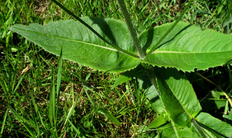 Knautia5