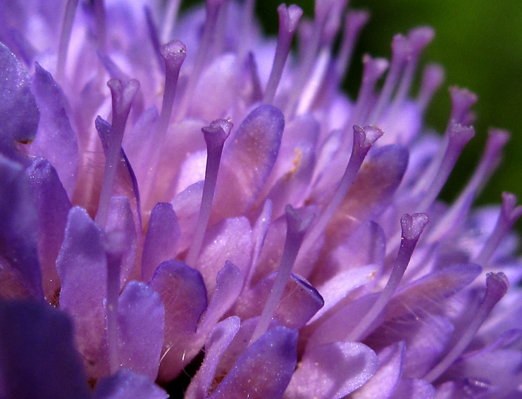 Knautia7