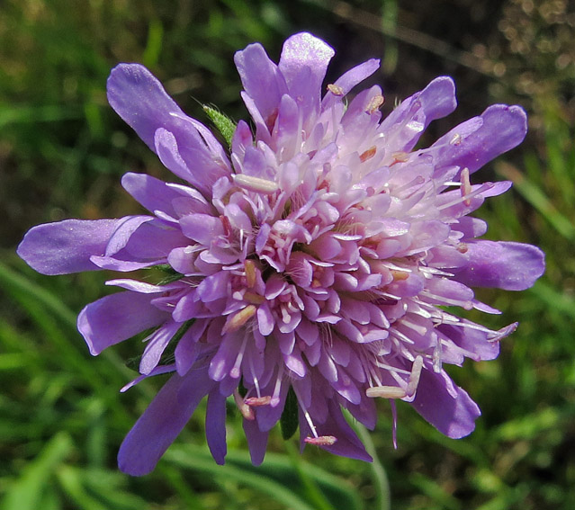 Knautia6c