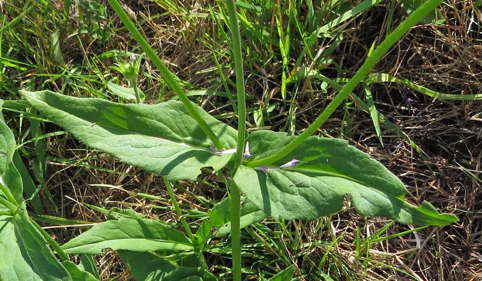 Knautia6a