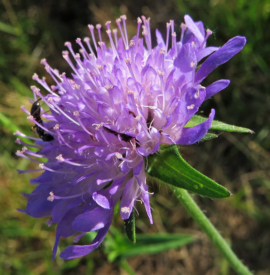 Knautia6b