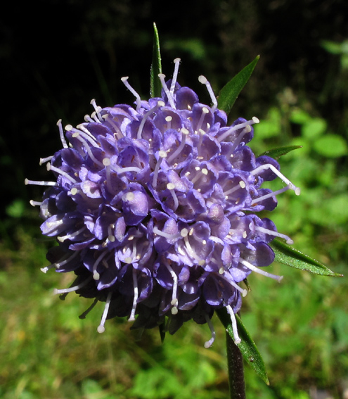 Knautia7c