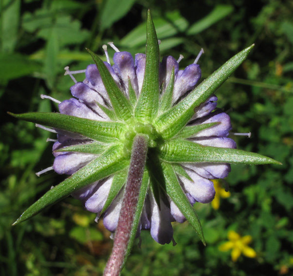 Knautia7b