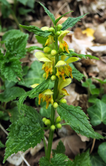 Lamium4