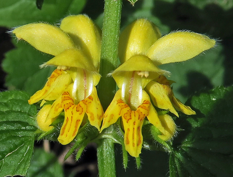 Lamium5d