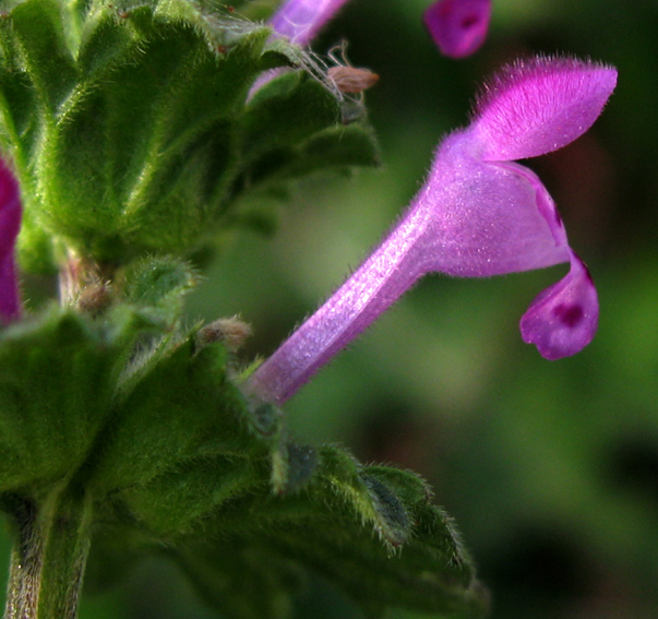 Lamium12