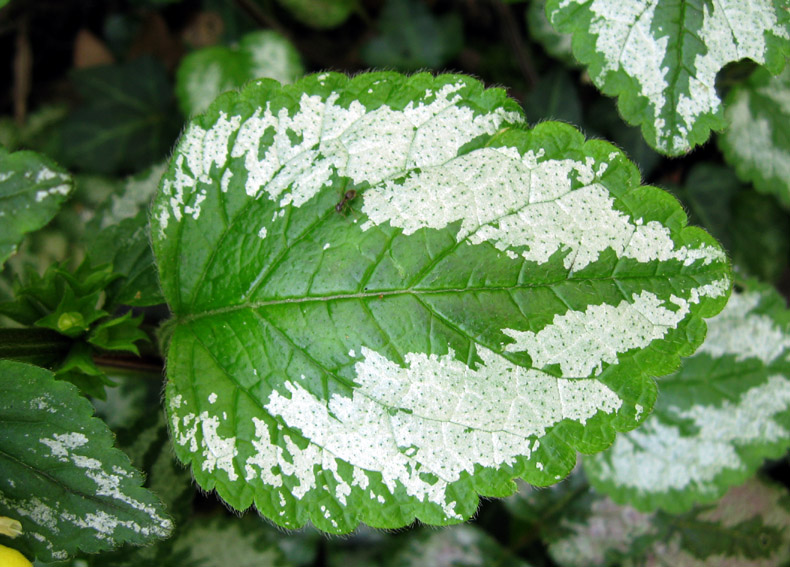 Lamium6