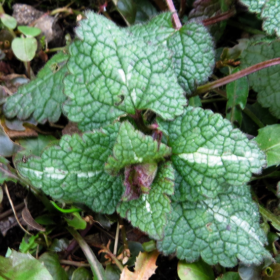 Lamium8d