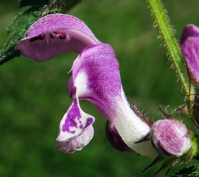 Lamium8g