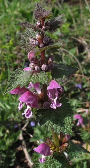 Lamium6a0