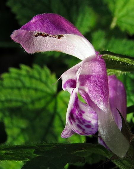 Lamium8c