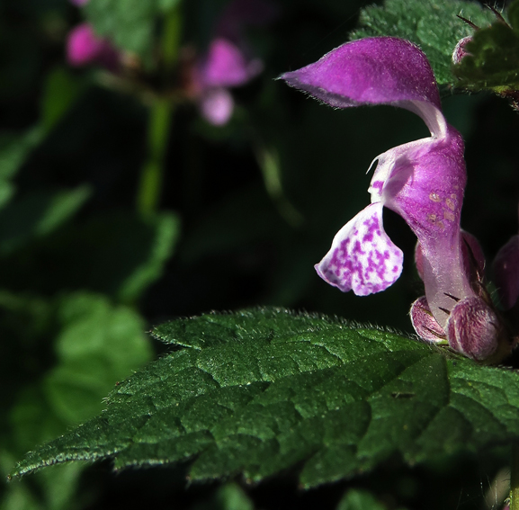 Lamium8e