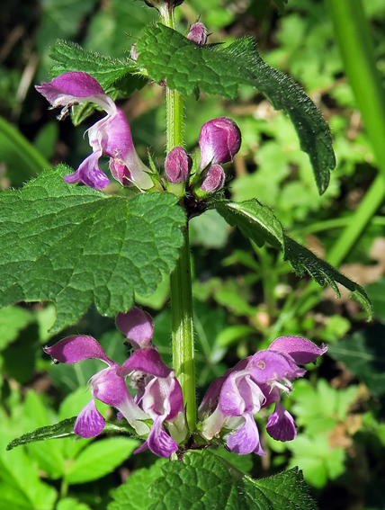 Lamium7