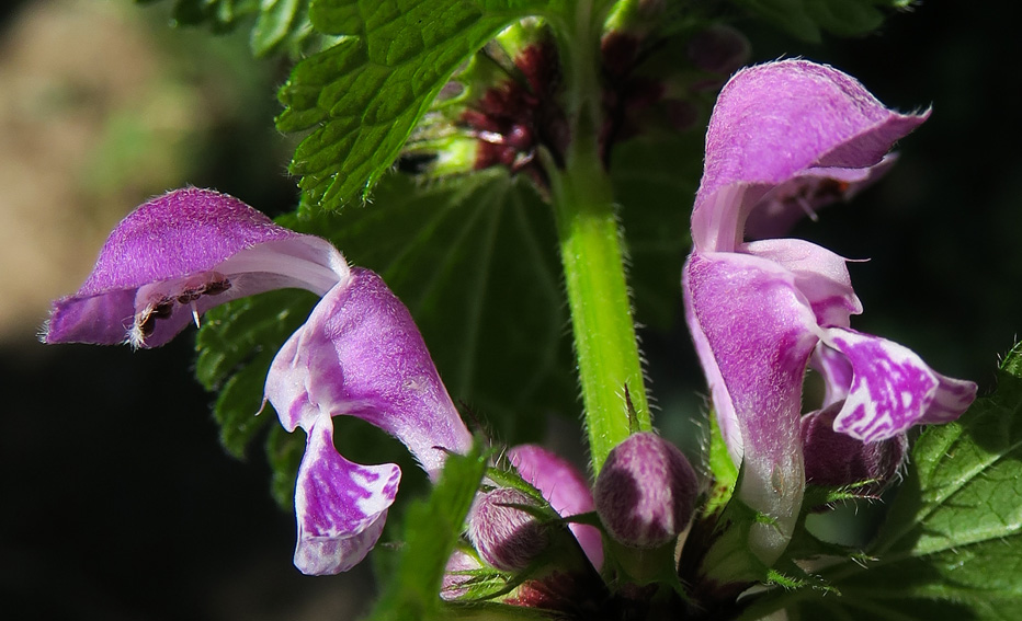 Lamium8a