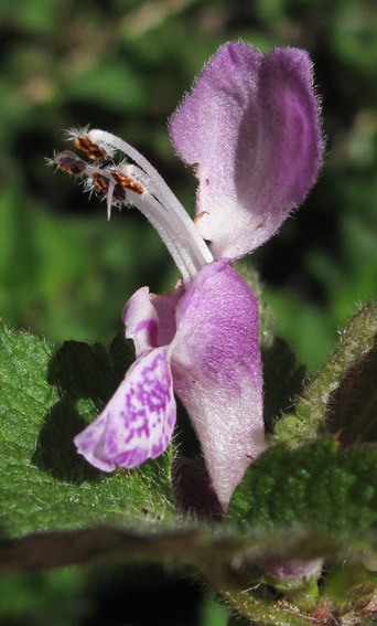 Lamium8