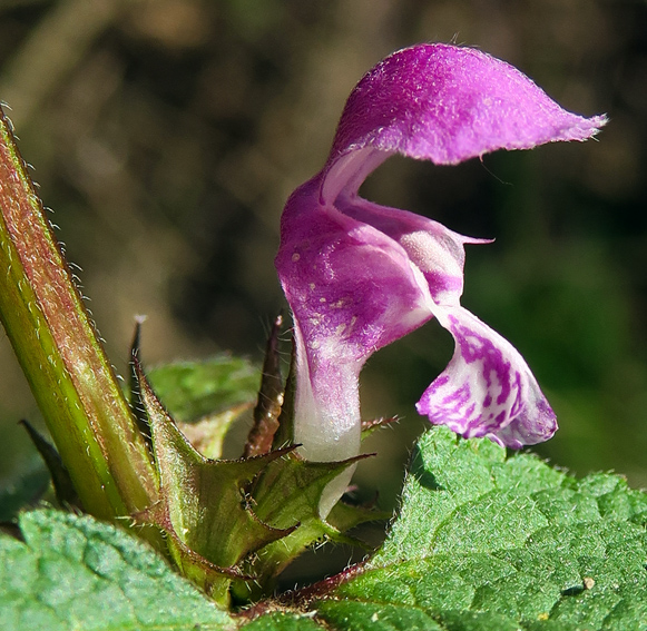 Lamium7b