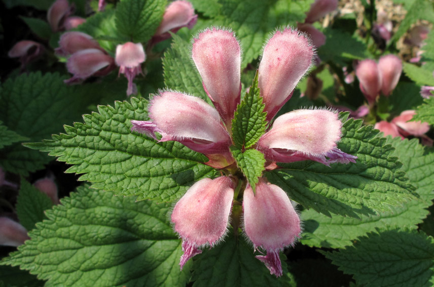 Lamium14