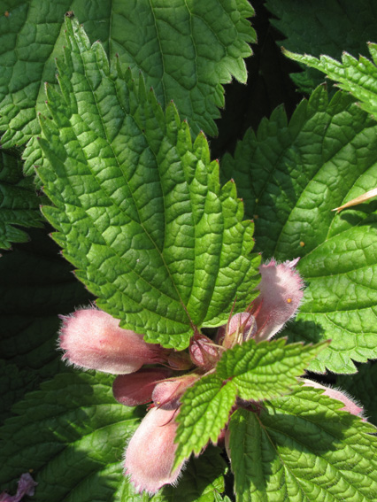 Lamium15