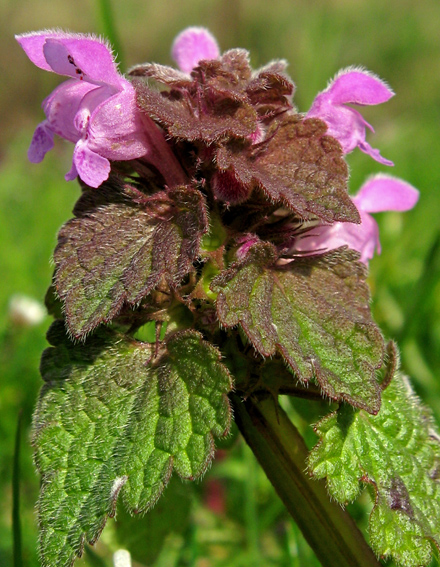 Lamium3