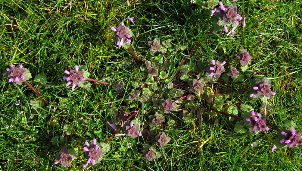 Lamium1