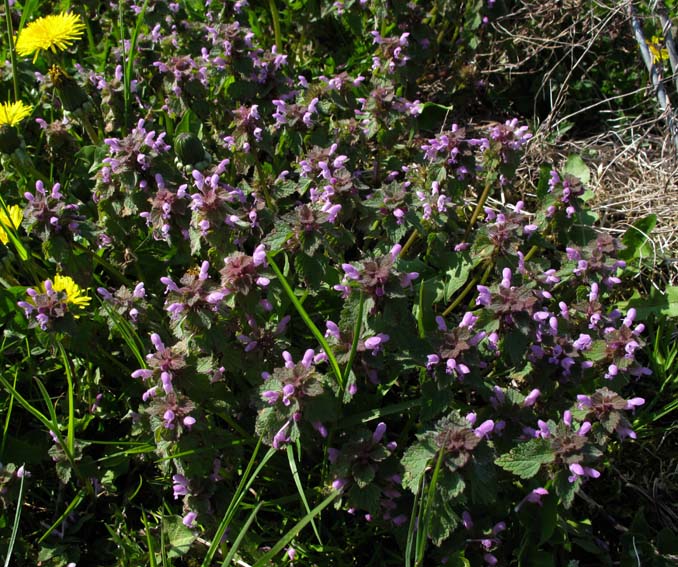 Lamium0