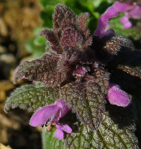 Lamium2