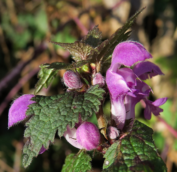 Lamium2b