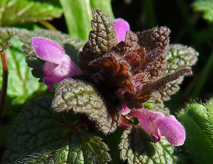 Lamium3a