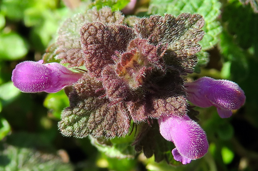 Lamium3c