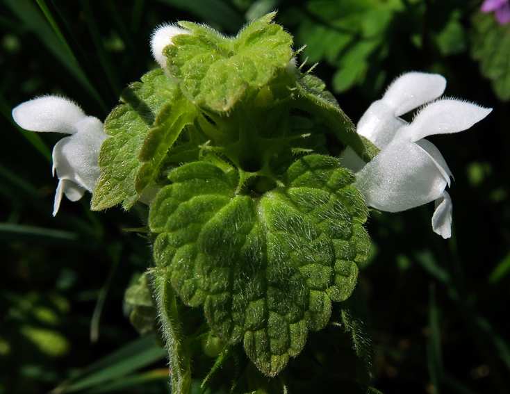 Lamium3d