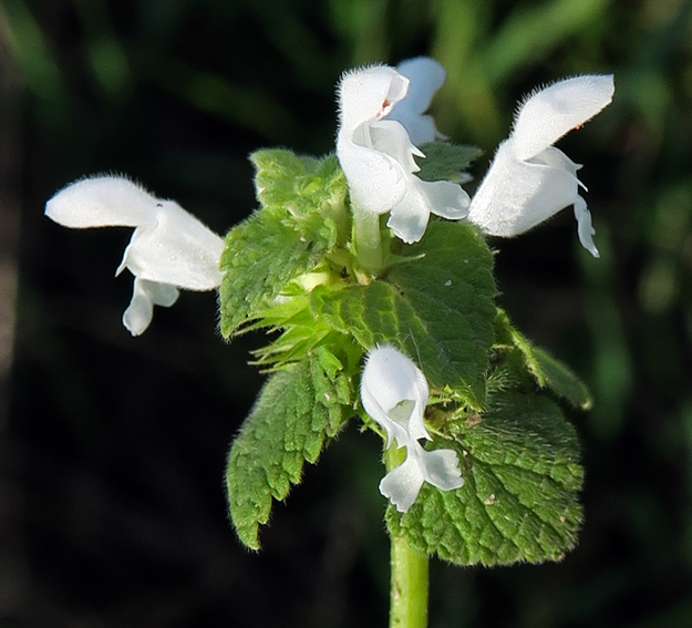 Lamium3e