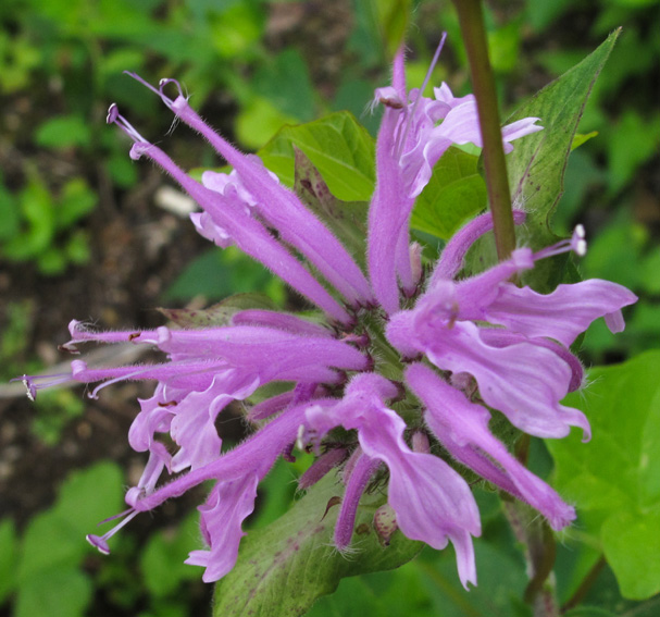 Monarda3