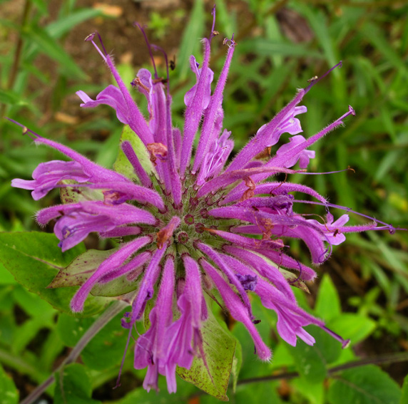 Monarda2