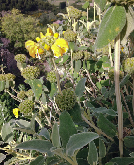 Phlomis5