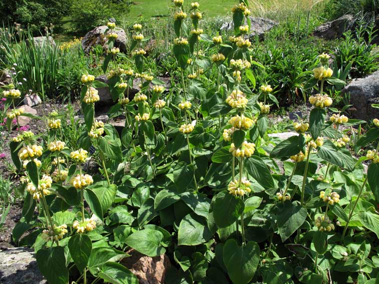 Phlomis1