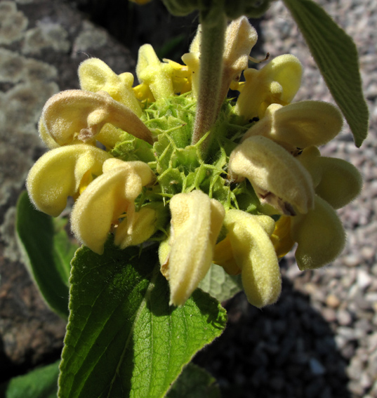 Phlomis3