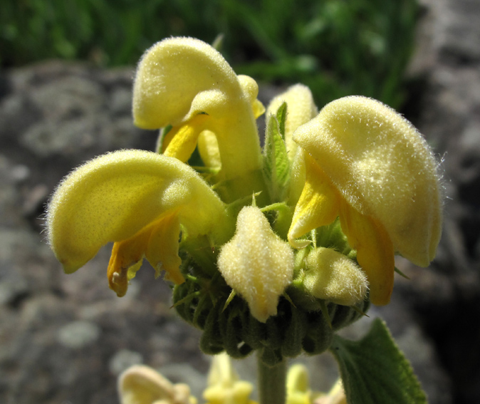 Phlomis4