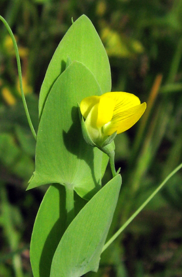 Lathyrus2