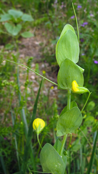 Lathyrus1