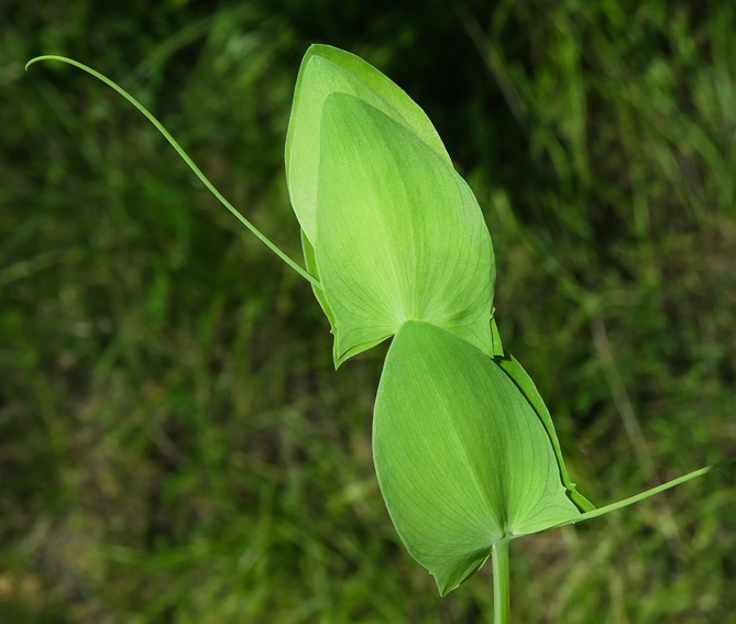 Lathyrus1a