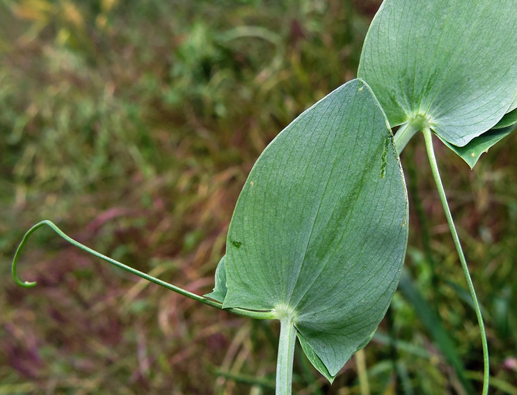 Lathyrus3b