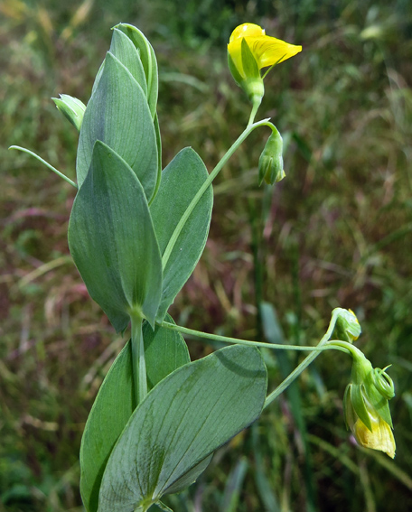 Lathyrus3c