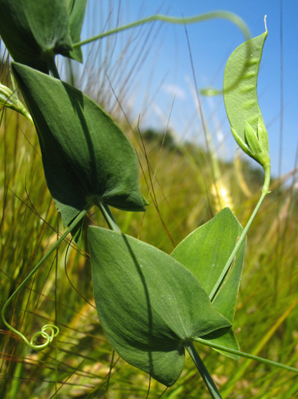 Lathyrus3a