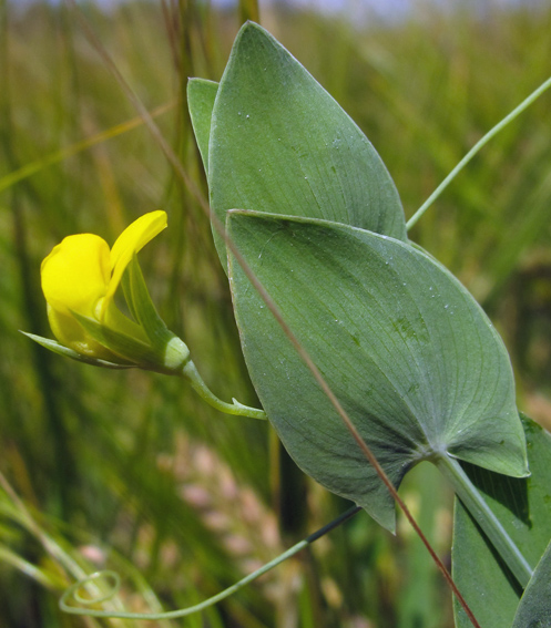 Lathyrus1b