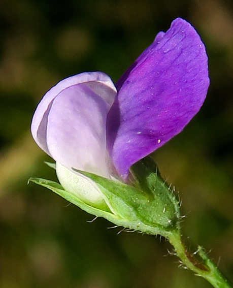 Lathyrus24g