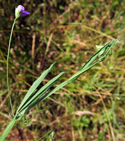 Lathyrus24f