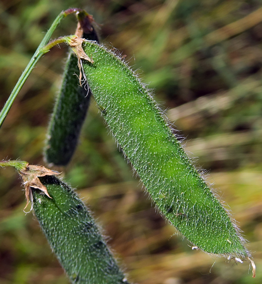 Lathyrus24h