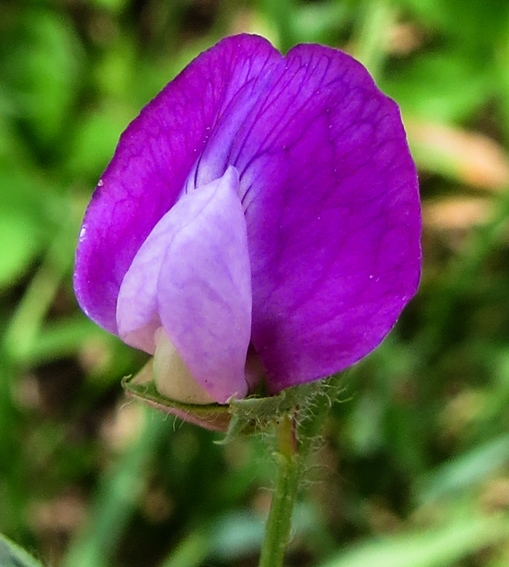 Lathyrus24d