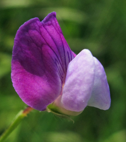 Lathyrus24a