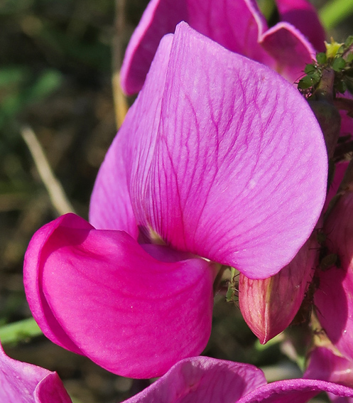 Lathyrus14h